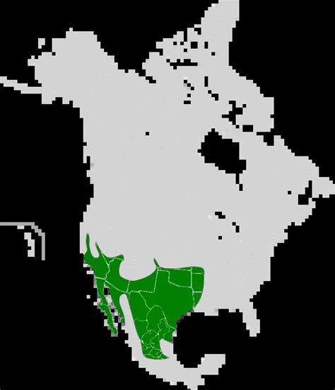 Road Runner Range 的图像结果