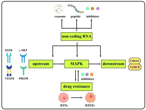 Non-Coding RNA Related to MAPK Signaling Pathway in Liver Cancer
