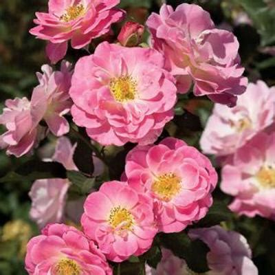 Buy Rose Floribunda Pink Plant online at best price