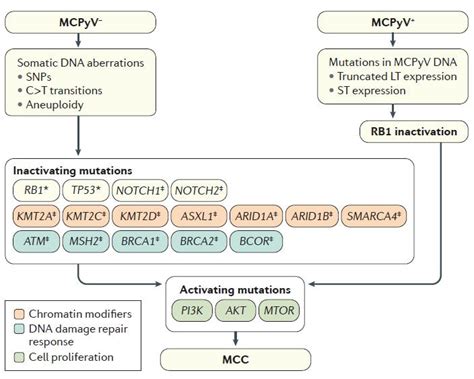 Merkel cell carcinoma | DeCaprio Lab at Dana-Farber Cancer Institute