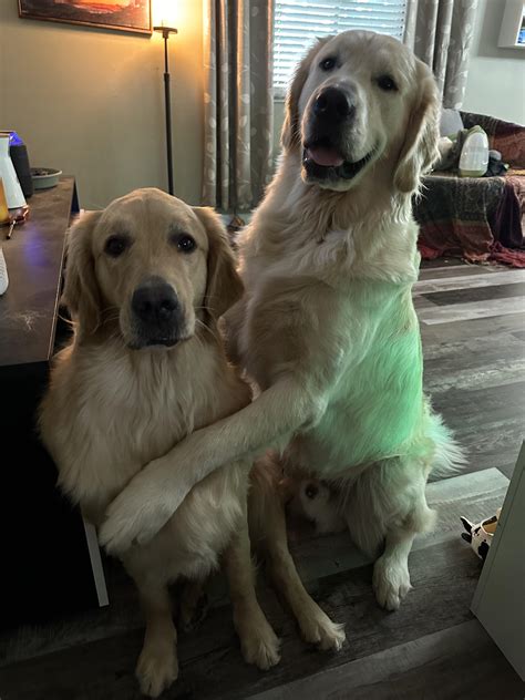 How Big Will A Female Golden Retriever Get