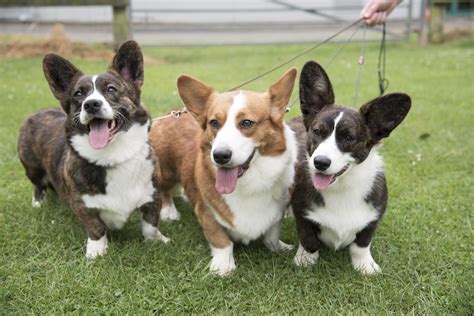 Corgi Breeds
