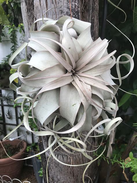 Pin on tillandsia air plant in 2024 | Hanging air plants, Air plants ...