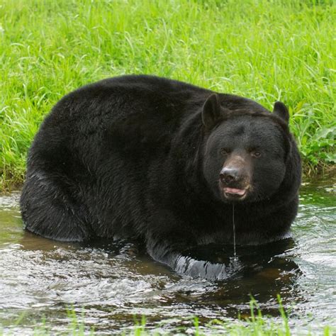 Rezultat imagine pentru Turtle Predators