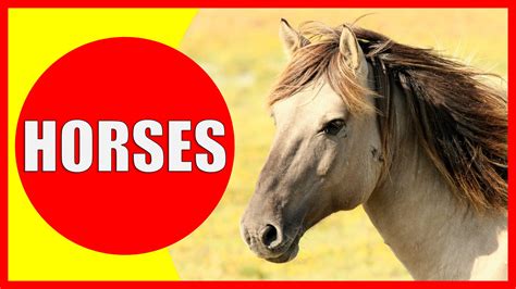 Horse Facts for Kids - Information about Horses - Kiddopedia