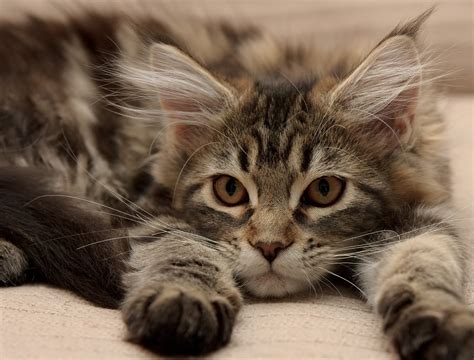 What are the Friendliest Cat Breeds? ׀ Hill's Pet