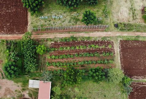 Yarroway Farm - Buy certified Organic seeds, coffee and jaggery online