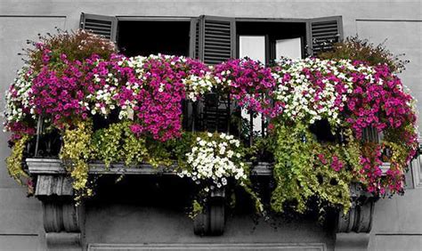 BALKONSKO CVIJEĆE KOJE SVIMA USPIJEVA – CVJETA OD PROLJEĆA DO JESENI A ...