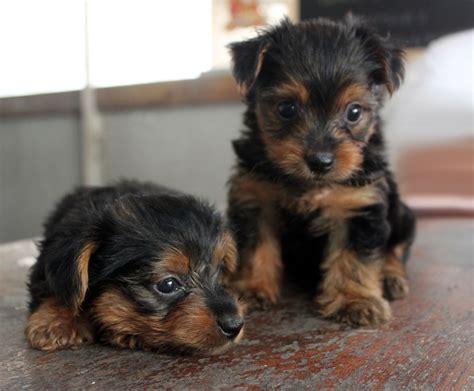 Top 10 Dog Breeds That Don't Shed - Animal Fair