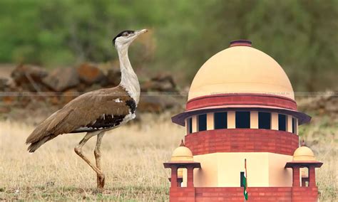 Supreme Court Issues Directions For Conservation Of Great Indian ...