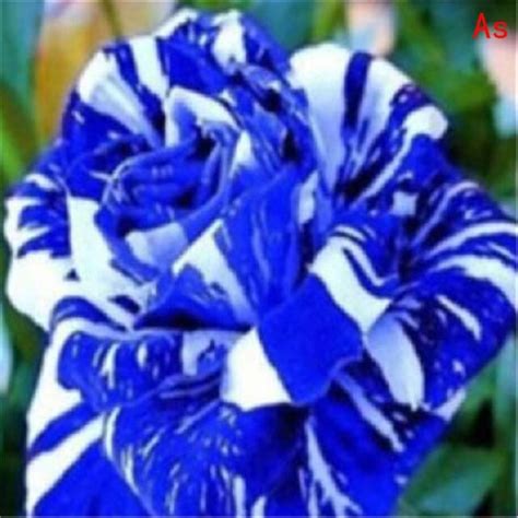 M-Tech Gardens Rare Hybrid Rose " Variety : 6" Exotic 20 Seeds for ...