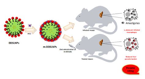 Oral nanomedicine may bring relief for Kala-Azar & other neglected ...