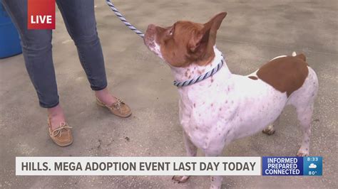 Shelters unite for 231 dog adoptions at Tampa-area event | wtsp.com