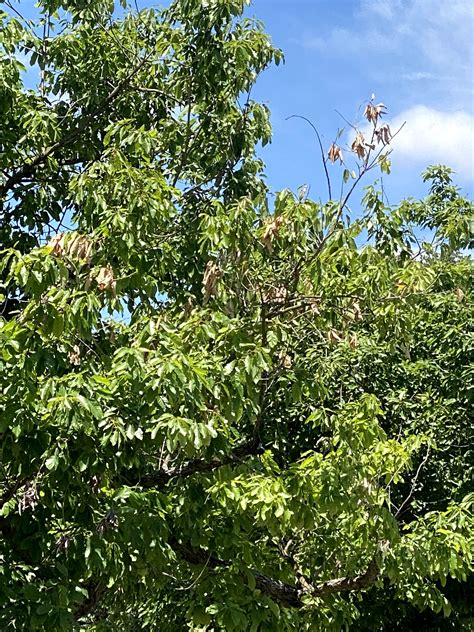 Oak Wilt Symptoms in White Oaks | ArborCare and Consulting