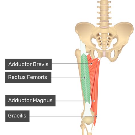 Anterior Inferior Iliac Spine Muscle Attachment