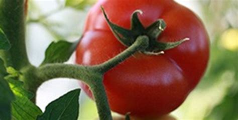 Crop protection | Syngenta