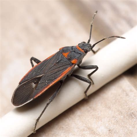 Image result for Insect V Insect