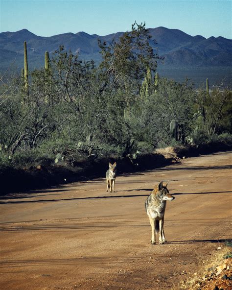Valley View Overlook Trail (Saguaro National Park West) — Flying Dawn ...