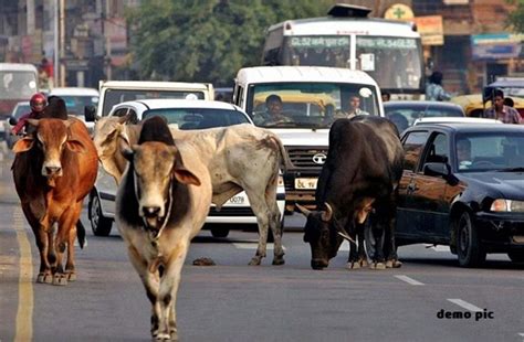 सड़कों पर मंडरा रही ‘बिन बुलाई मौत’ ‘आवारा और बेसहारा पशु’ - uninvited ...