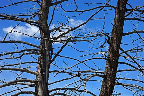 Forest Vector 的图像结果