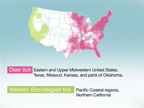 Image result for Embedded Deer Tick