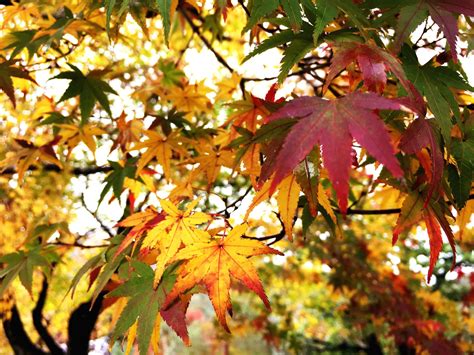Closeup and crop Japanese maples leaf background 15177834 Stock Photo ...