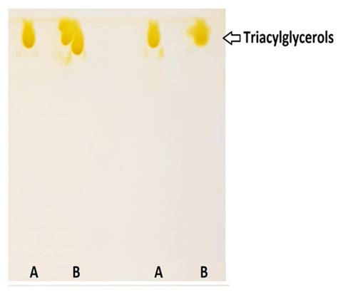 Synthesis of EPA- and DHA-Enriched Structured Acylglycerols at the sn-2 ...