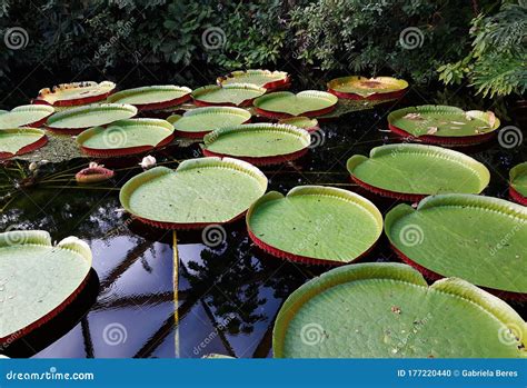 Giant Water Lily, Victoria Amazonica. Stock Photo - Image of flower ...