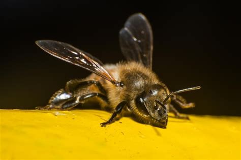 Image result for Bee Flying Front View