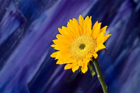 Image result for Complementary Flower Colors
