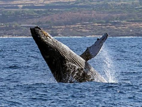 Big Island Whale Watch Excursion from Kona - Klook India