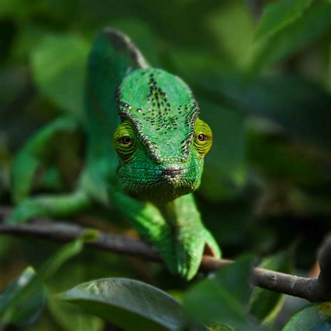 Download wallpaper 3415x3415 chameleon, branch, animal, green ipad pro ...