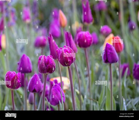 Tulip in spring in Shakespeare's garden in early spring after rain ...