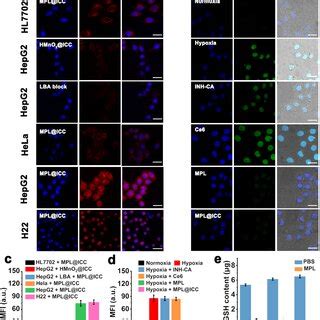 H2O2 HT22 的图像结果