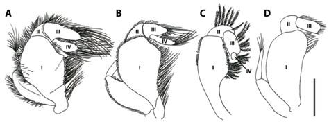 A Review of the Ecomorphology of Pinnotherine Pea Crabs (Brachyura ...