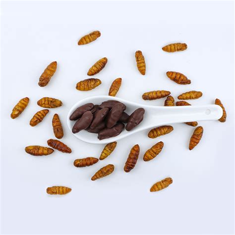 Chocolate Covered Silkworm Pupae - Delicious Sweet Insects