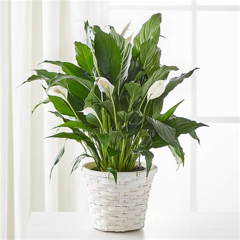 A New Leaf Peace Lily–Vern's Sharonville Florist