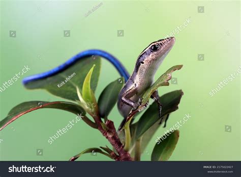 Blue Tail Skink Cryptoblepharus Egeriae Closeup Stock Photo 2175022427 ...