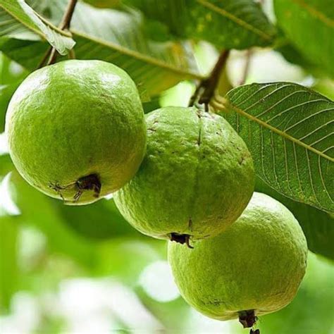 Shop Premium Organic Plants | Citrus Fruits | CELGEN Biotech