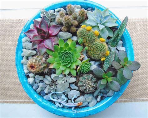 Cactus And Succulent Gardens at Patrick Purcell blog
