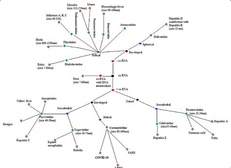 Image result for RNA Virus Classification