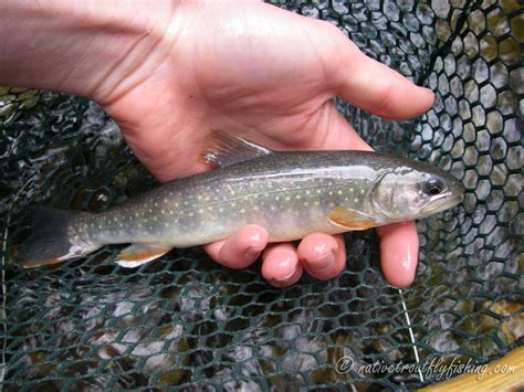 Native Trout Fly Fishing: Southern Dolly Varden