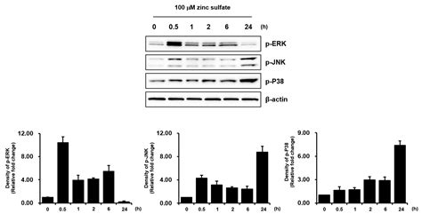 Zinc Sulfate Stimulates Osteogenic Phenotypes in Periosteum-Derived ...