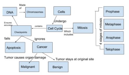 Cell Cycle Concept Map Biology 的图像结果