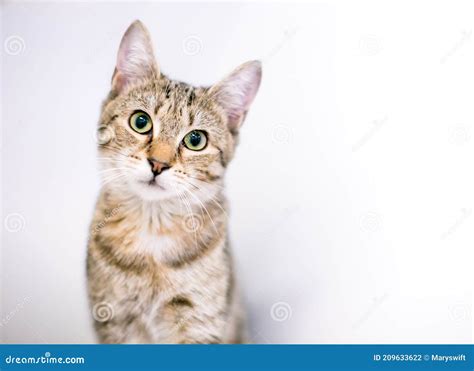 A Cute Tabby Shorthair Cat with a Head Tilt Stock Photo - Image of ...