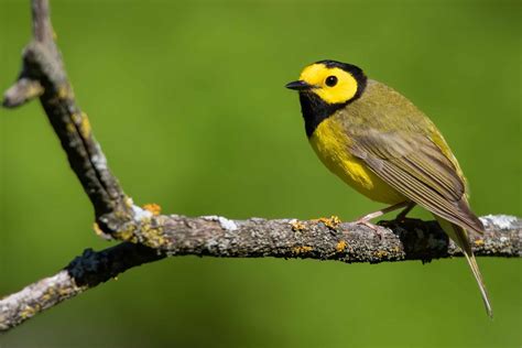Oiseaux Rares Et Colorés - Les Oiseaux Rares