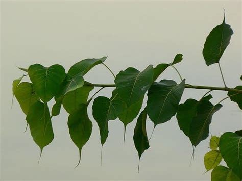 Creative Farmer Birth Star Pooyam Nakshathra Tree Seeds : Sacred Fig ...