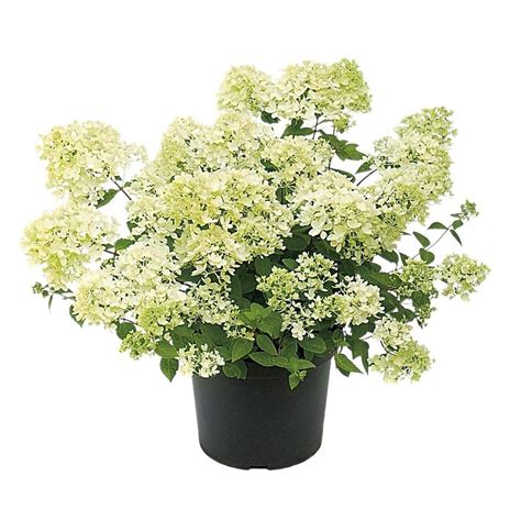 Lowe's White Bombshell Hydrangea Flowering Shrub in 1-Gallon Pot ...