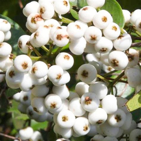 Cat Eye Exotic Fruit Plants (Syzygium Zeylanicum) – Growcerys