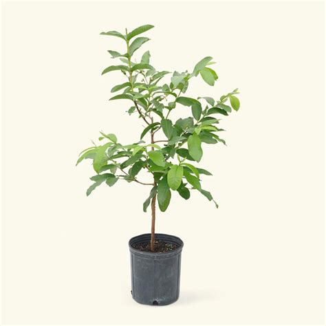 Buy guava L-49 (grafted) plant online at best price